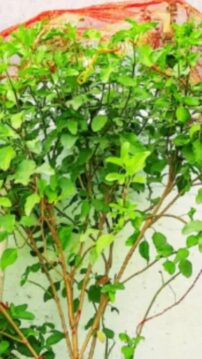 Tulsi